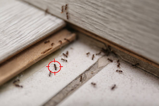 Best Cockroach Control Services  in Mulgee, OK
