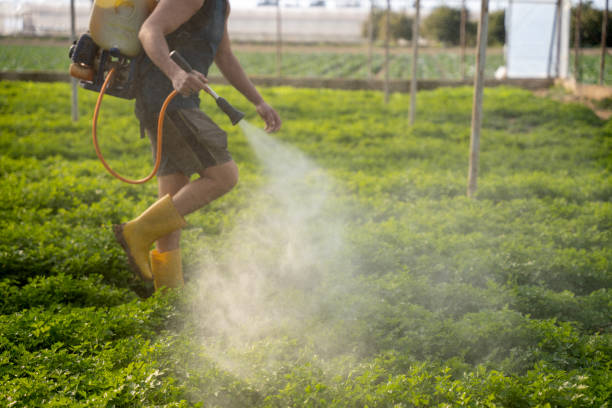Trusted Okmulgee, OK Pest Control Experts