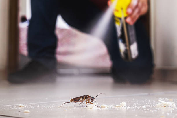 Best Spider Control Near Me  in Mulgee, OK
