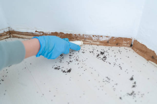 Best Termite Control Services  in Mulgee, OK
